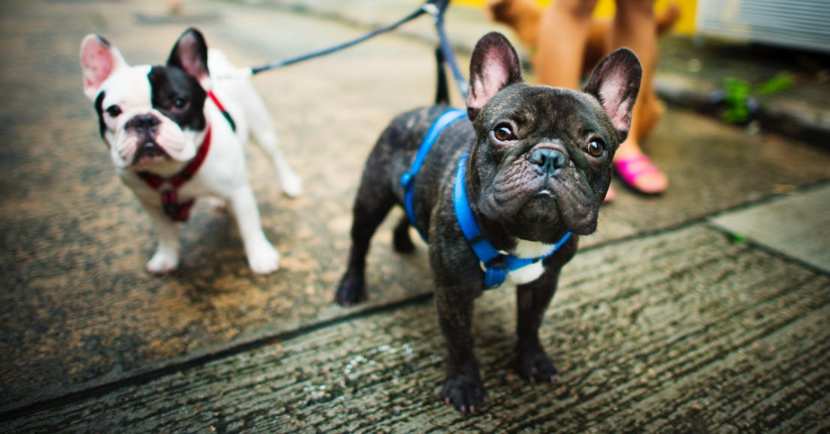 Dog Leash Laws in Virginia: What Every Owner Must Know to Stay Safe and Compliant